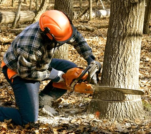 Tree Removal in Galata, MT